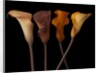 Four calla lilies by Assaf Frank